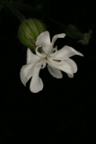 Silene latifolia subsp. alba RCP5-2012 151 (5).JPG